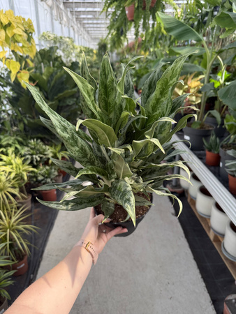 AGLAONEMA GREYHOUND P19