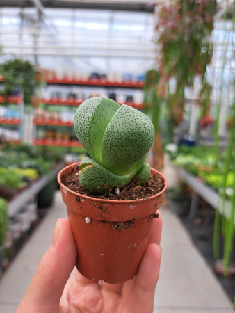 LITHOPS ŻYWYKAMIEŃ P5,5