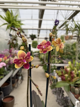 PHALENOPSIS LIMITED 53 P12