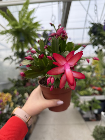 ZYGOKAKTUS CZERWONY P12