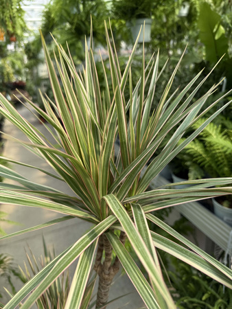 DRACENA MARGINATA BICOLOR P17