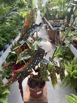 BEGONIA MACULATA P17