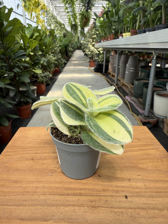 TRZYKROTKA VARIEGATA P6
