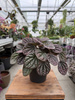 PEPEROMIA LUCINDA P12