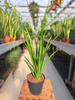 SANSEVIERIA KIRKI FRIENDS P12