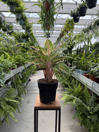 AGLAONEMA COCOMELON P19