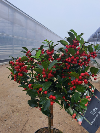 OSTROKRZEW KOLCZASTY BLUE MAID PA P24