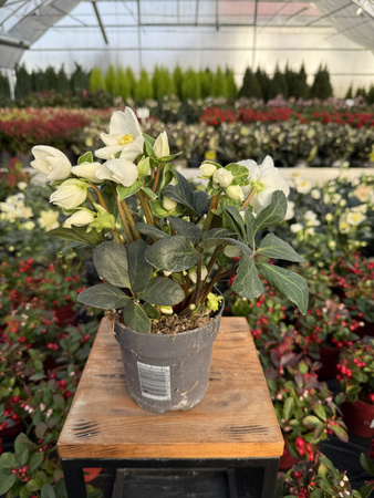 CIEMIERNIK CHRISTMAS CAROL P12