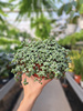 PILEA GLAUCOPHYLLA GREYZY P10