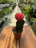GYMNOCALCIUM JAPAN ROOD P5,5