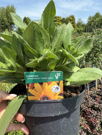 RUDBECKIA SUMMERDAISY'S GOLDEN TOFFEE C3