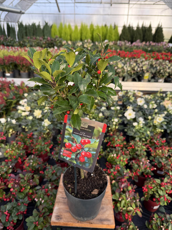 OSTROKRZEW KOLCZASTY  BLUE MAID NA PNIU P15