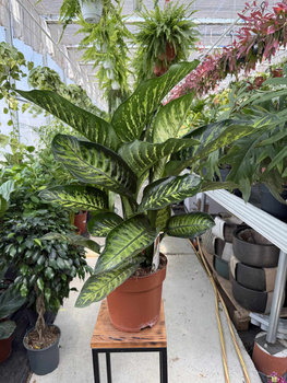 DIEFFENBACHIA MAROBA P21