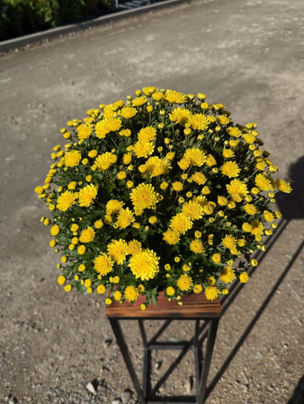 CHRYZANTEMA DROBNOKIATOWA ŻÓŁTA