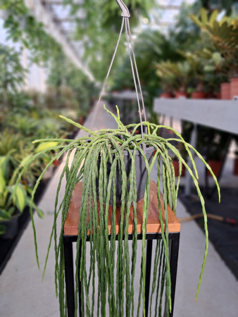 RHIPSALIS PARADOXA P15