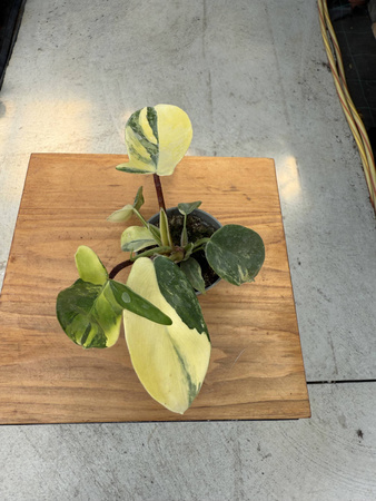 PHILODENDRON FLORIDA BEAUTY P6