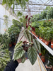 CISSUS DISCOLOR P13