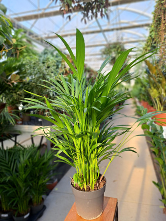 DYPSIS P17