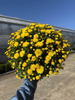 CHRYZANTEMA DROBNOKIATOWA ŻÓŁTA