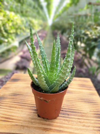 ALOE HUMILIS P5,5
