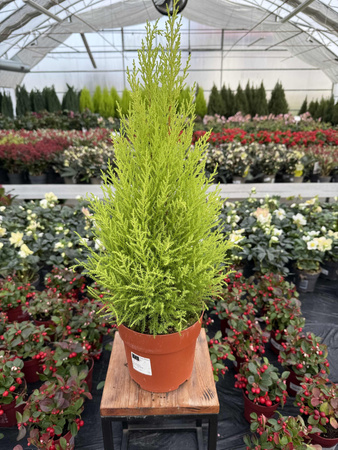 CYPRYSIK GOLDCREST WILMA 68 P17