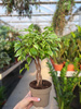FICUS ELDORADO P10