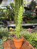 EUPHORBIA LACTEA VARIEGATA P8
