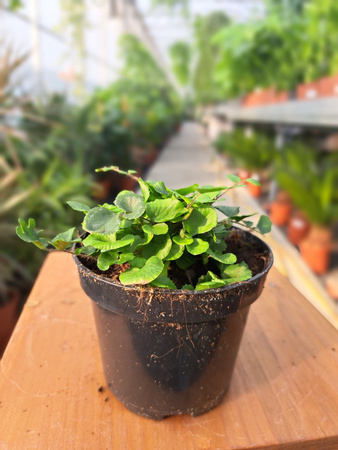 PAPROĆ PELLEA ROTUNDIFOLIA-CIEMNOTKA P8