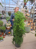 ASPARAGUS SETACEUS P27