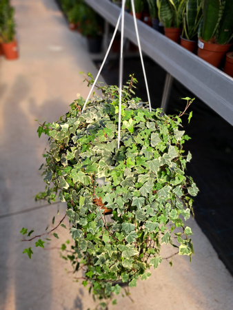 BLUSZCZ HEDERA HELIX EVE P24