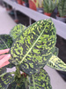 DIEFFENBACHIA REFLECTOR P17