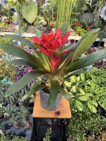GUZMANIA FIERO RED P12