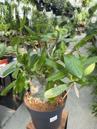 ADENIUM ARABICUM P24