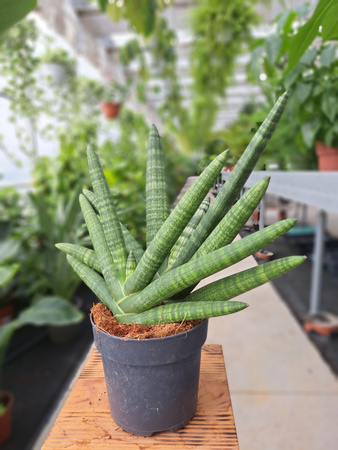 SANSEVIERIA CYLINDRICA BONCEL P14