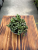 SENECIO ROWLEYA P6