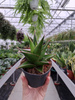 SANSEVIERIA ABBEY CROWN P9