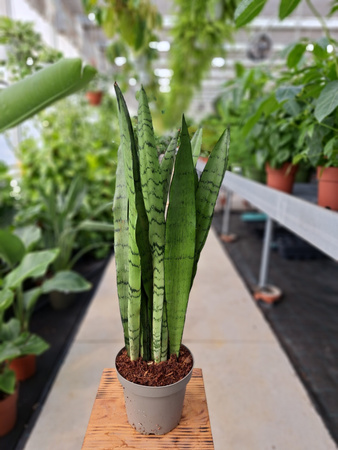 SANSEVIERIA SPEARMINT P14