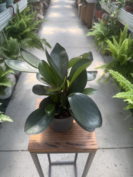PEPEROMIA RED MARGIN P11