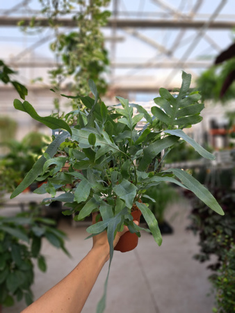 PAPROĆ PHLEBODIUM AUREUM BLUE STAR P12