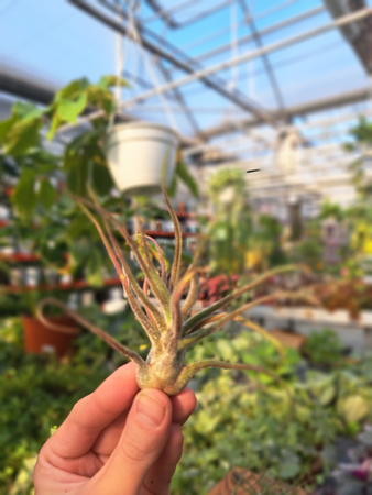 TILLANDSIA PRUINOSA P9