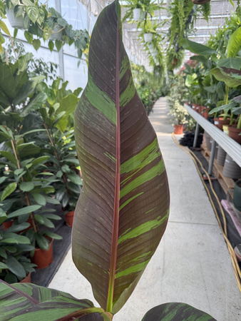 BANANOWIEC SIKKIMENSIS EVER RED P21