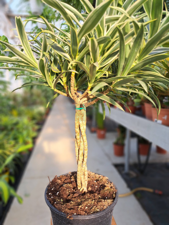 DRACENA  REFLEXA BRAIDED STEM P19
