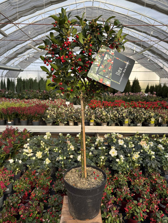 OSTROKRZEW KOLCZASTY  BLUE MAID LOLLIPOP NA PNIU P24