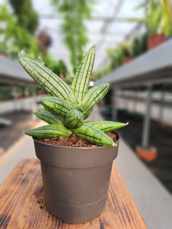 SANSEVIERIA CYLINDRICA INTI P12