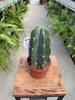 CEREUS CUDDLY P10