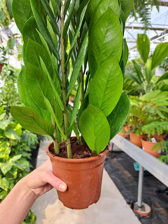 ZAMIOCULCAS ZAMIFOLIA ZAMICRO P14