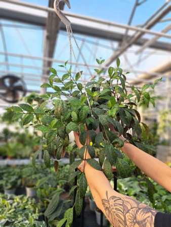 ESZYNANTUS MARMURKOWY KOSZ