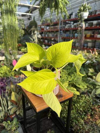 EPIPREMNUM GOLDEN POTHOS P12