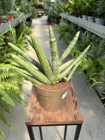 SANSEVIERIA BONCELLENSIS P14