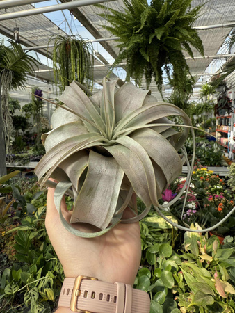 TILLANDSIA XEROGRAPHICA P12,5
